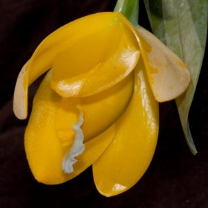 cattleya